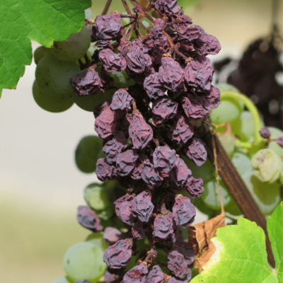 dry grapes